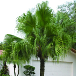 Chinese Fan Palm